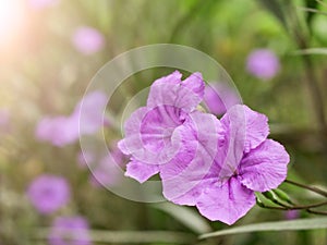 Violet flower with sunlight morning background
