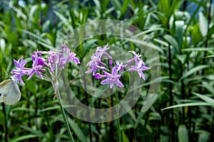 Violet flower-Tulbaghia violacea