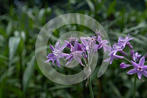Violet flower-Tulbaghia violacea