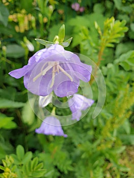 Violet flower with waterdrops