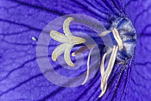 Violet flower white pistil