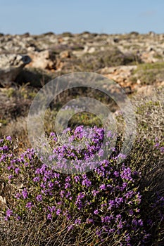 Violet-flowered Thymbra capitata, Malta,