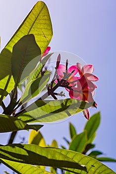 Violet flowering frangipani flower with big green leaves against blue sky