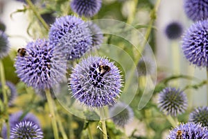 violet flowering globe thistle - flower ball