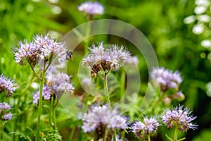 Violet flowering Lacy phacelia and a hairy bumblebee