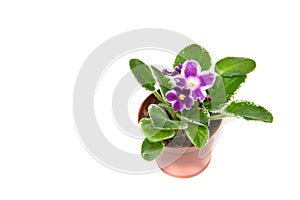 Violet in a flowerpot on a white