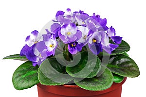 Violet in flowerpot on white
