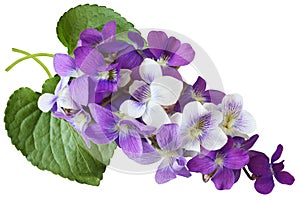 Violet Flowers