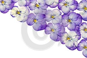 Violet flowers