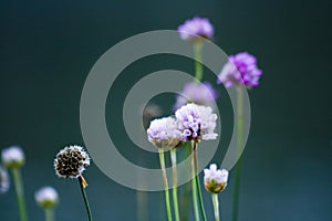 Violet flowers