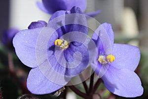 Violet flowers (African violets, Saintpaulia)