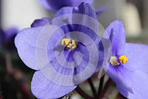 Violet flowers (African violets, Saintpaulia)