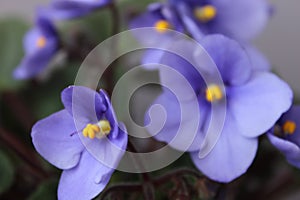 Violet flowers (African violets, Saintpaulia)