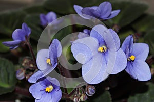 Violet flowers (African violets, Saintpaulia)