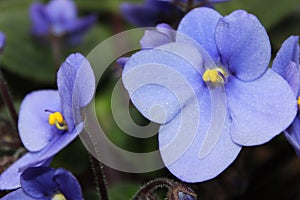 Violet flowers (African violets, Saintpaulia)