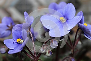 Violet flowers (African violets, Saintpaulia)