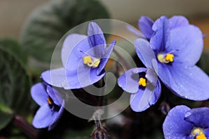 Violet flowers (African violets, Saintpaulia)