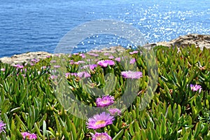 Violet flowers, Aizoaceae, Kaffir fig on the coast photo