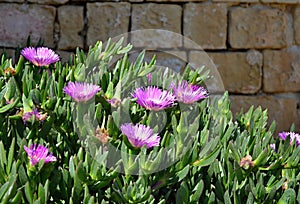 Violet flowers, Aizoaceae, Kaffir Fig, in front of the stone wall photo