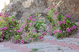 Violet Flowers along the Sidewalk near a Stone