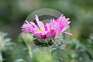 Violet flowers of Alpine Aster