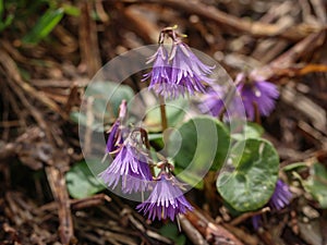 Violet flowers of the alpine snowbell latin name: Soldanella alpina