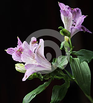 Violet flowers alstroemeria