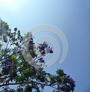 Violet flowers bloomed over a tree