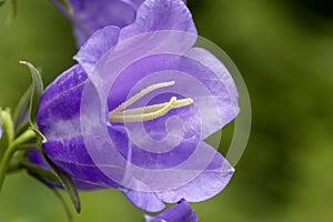 Violet flowers of blooming bellflower in garden