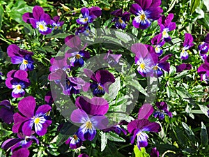 Violet flowers blooming in the garden