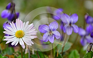 Violet flowers photo