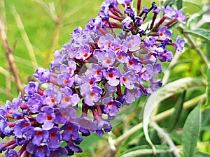 Violet flowers Buddleja davidii or Buddleja