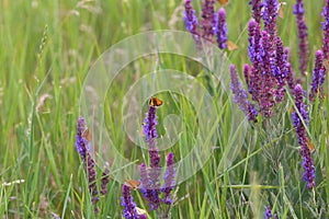 Violet flowers and butterflies on a meadow