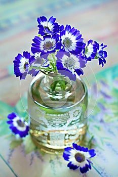 Violet flowers photo
