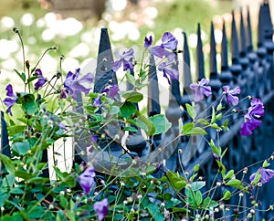 Violet flowers of clematis