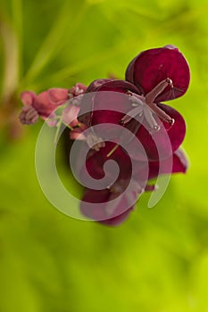 Violet flowers of a climbing Chocolate Vine also named Fiveleaf Akebia Akebia quinata