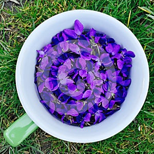 Spring Violet flowers in a cup