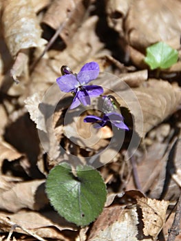 Violet flowers among dry leaves in the forest, symbol of spring