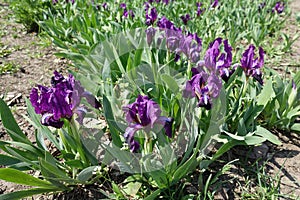 Violet flowers of dwarf irises in April