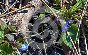 Violet flowers in early spring. Spring creative fine art concept