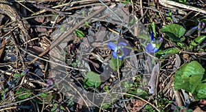 Violet flowers in early spring. Spring creative fine art concept