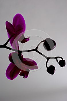 Violet flowers of elevated orchid