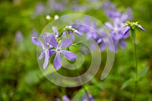 Violet flowers in the forest. Close-up of purpule little wildflowers growing on the spring lawn.