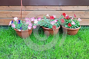 Violet flowers in garden ceramic pots outdoors on grass
