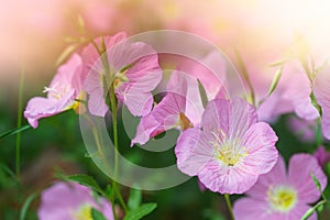 Violet flowers in a garden on a summer sunny day