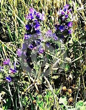 Violet flowers in the grass