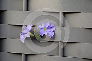 Violet flowers on a gray fence