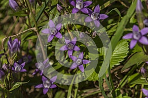 Fialové kvety v zelenej tráve