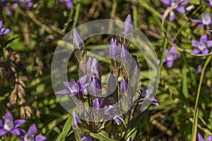 Violet flowers in green grass