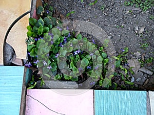 Violet flowers with green leafes on street in spring